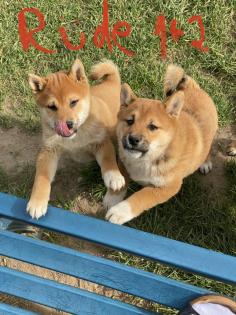 3 Süße Shiba Inu Welpen