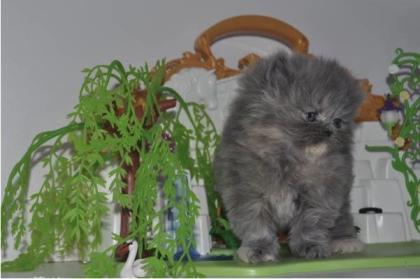 Reinrassige Perser Blau Crem Katze