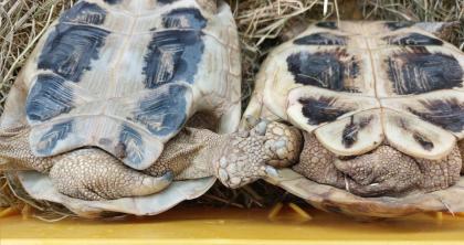 Griechisches Landschildkrötenpaar 19 u. 16 Jahre abzugeben