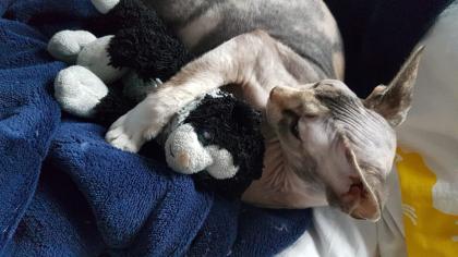 Junge Sphynx Katze sucht liebevolles zuhause