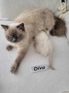 Reinrassige BLH Kitten in Blue Point suchen liebevolle Familie