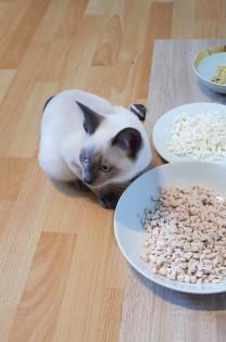 Siam / Thai Kitten Blue Point Babys Kätzchen. 1 Junge. Abgabebereit.