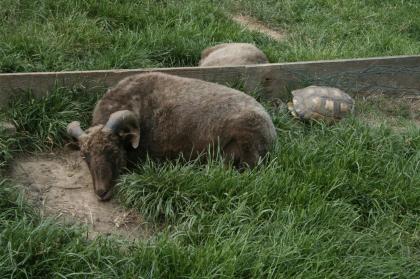 Griechische Landschildkröten Thb. un Thh. kleinbleibende Unterart aus dem westlichen Mittelmeerr