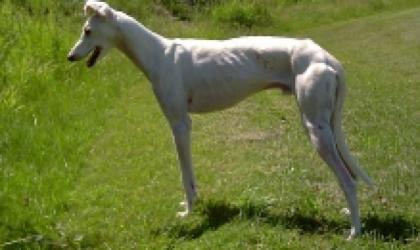 Galgo spanischer Windhund