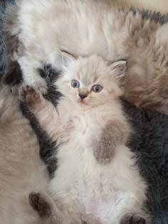 Kitten Heilige Birma