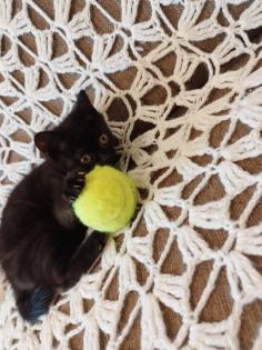 BKH Katze Black Gold Tabby Classic
