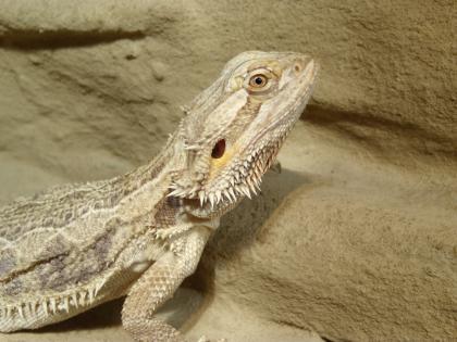 Biete 0. 1 Pogona vitticeps adult Bartagamenweibchen - PLZ44 Dortmund