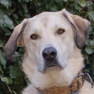 Zimtschnecke - weiblich 4 Jahre 78 cm 47 kg Kangal-Mix Gechipt Kastriert