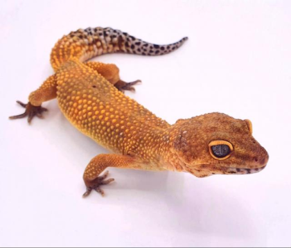 Leopardgecko Manderine Tangerine Weibchen von 2022
