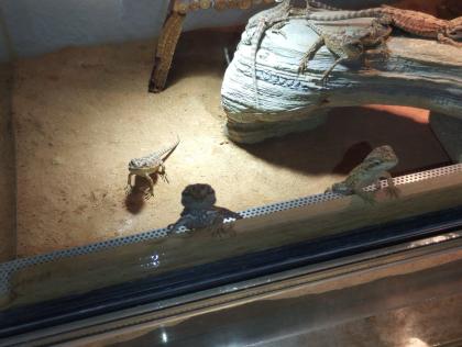 Bartagame Babys brauchen schnell ein neues Zuhause