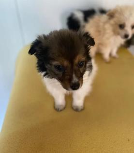 Blue sucht ein passendes Zuhause