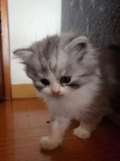Perser Katze mit Nase