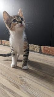 Katzenbabys Kitten Glückskatzen