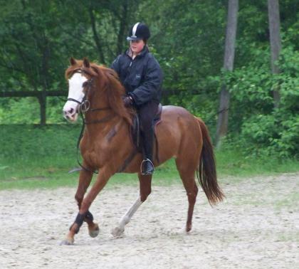 Suche Reitbeteiligung. 3
