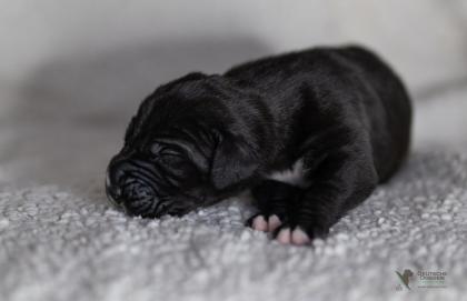 Wunderschöne schwarzes Deutsche Doggen Mädchen geb. 17. 03. 2023