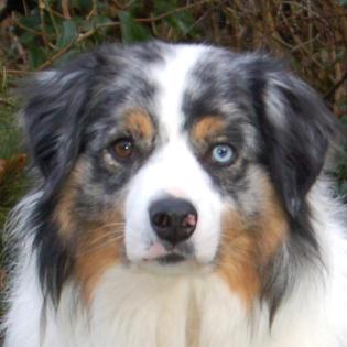 RUFO - Australian Shepherd - 5 Jahre - Tierhilfe-Franken e. V.