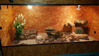 Bartagame männlich 8 J. mit Terrarium und Einrichtung