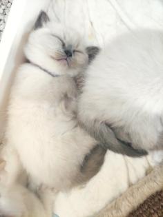 Britisch Kurzhaar Kitten BKH Kitten