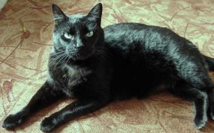Liebe ältere Katze Tsuki