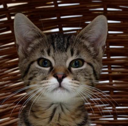 Keksi - sucht dringend ein Zuhause aus dem Tierschutz / gechipt geimpft
