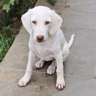 Lumi - liebt andere Hunde