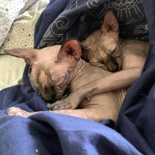 LILLI und LUCI - Canadian Sphynx - 7 Jahre - Tierhilfe-Franken e. V.