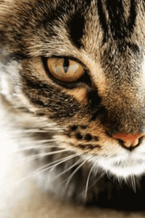 Katzensitterin ab dem 01. 07. 2022 verfügbar