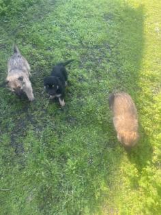 Schäferhund Mix Welpen zu verkaufen