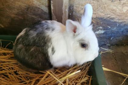 CHUCHU - Löwenköpfchen - 4 Jahre - Tierhilfe-Franken e. V.