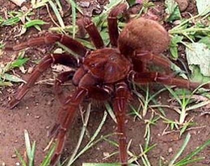 Pseudotheraphosa apophysis Goliathvogelspinne