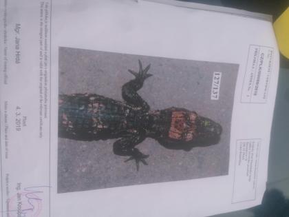 Stumpf Krokodil abzugeben 110 cm