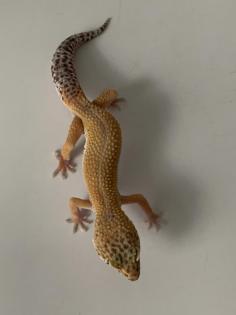 2. 0 Blood het Raptor Raptor het Diablo Blanco Enz 21 Leopardgecko Männchen aus