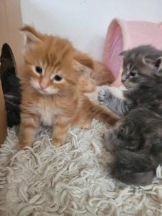 Maine Coon Kitten reinrassig
