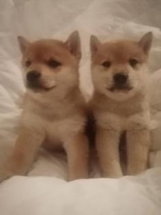 Reinrassige Shiba Inu Welpen