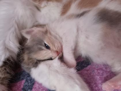 Reinrassige Maine Coon Kitten