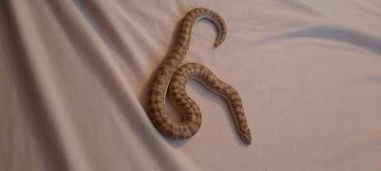 Östliche Sandboa Eryx Miliaris männlich NZ22