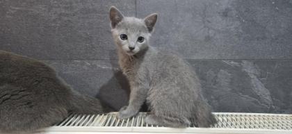 Reinrassige Russisch blau kitten champion linie Weibchen Stammbaum Maine co