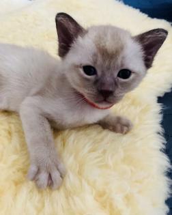 Reinrassige Burma Kitten