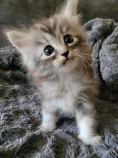 Norweger-Neva Masquarade Kitten