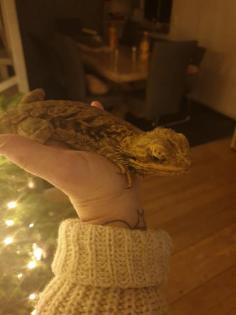 Terrarium mit einem Bartagame