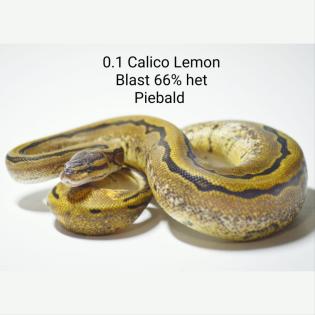 0. 2 Calico Pastel Pinstripe Calico Blast 66 Het Piebald ENZ 06. 22 Königspython