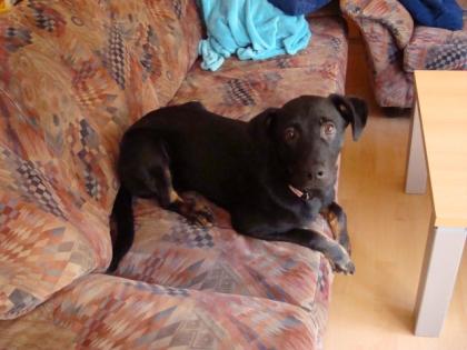 Süße Labrador-Mischlingshündin ca. 7 Monate alt aus Allergiegründen abzugeben