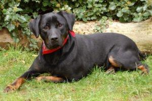 CHOPPER - männlich 2 Jahre 59 cm 36 kg Boxer-Labrador-Mix Gechipt Kastriert