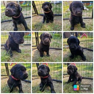 Labradorwelpen suchen ab demnächst ein liebevolles zuhause