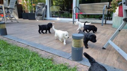 Goldendoodle F1B Welpen