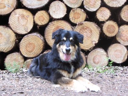 Artgerechte Tiernahrung Wenn Sie für Ihren Liebling nur das Beste wollen.