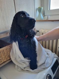 Suche Deckrüde English Cocker Spaniel