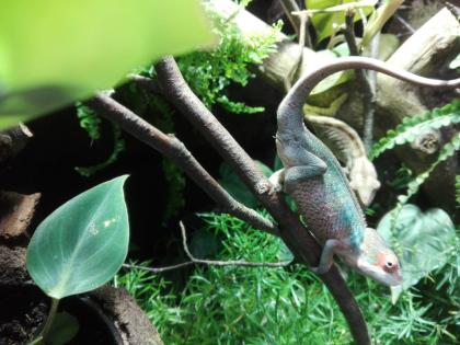 Furcifer Pardalis Ambilobe Pantherchamäleon