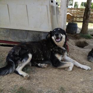 Zumby sucht ein Zuhause