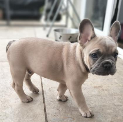 Französische Bulldogge mit Ahnentafel freiatmend und sportlich